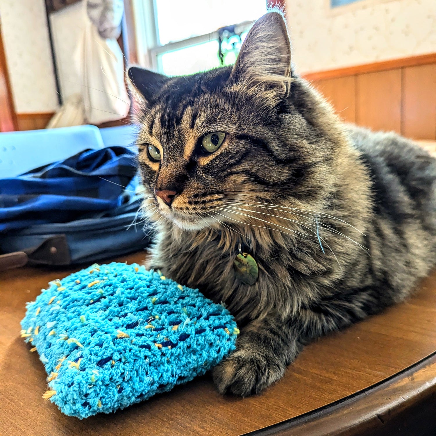 Cat Toys, Earrings, Pins, Barrettes and Earrings